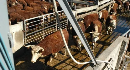 Federación Rural preocupada por una caída en el valor de las haciendas, consecuencia del conflicto en los frigoríficos entre trabajadores y empresarios; hubo varios paros sorpresivos e incluso muchos lotes debieron regresar a los campos.