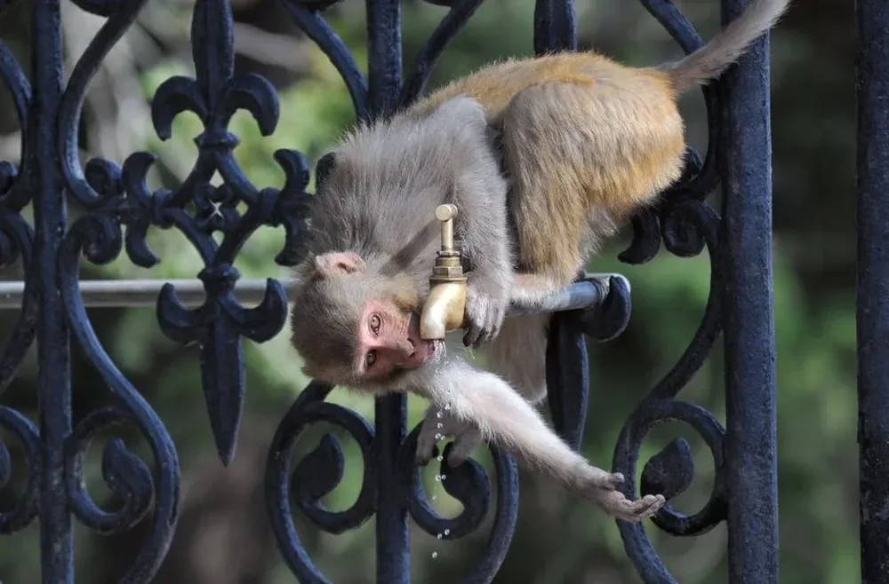 Un mono toma agua de una canilla un día de calor en India