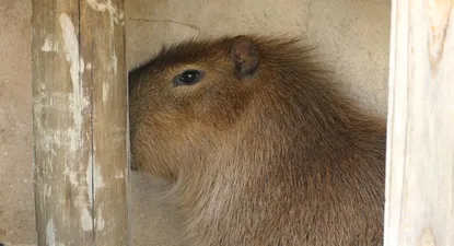 insolito: un carpincho invadio un restaurante de punta del este