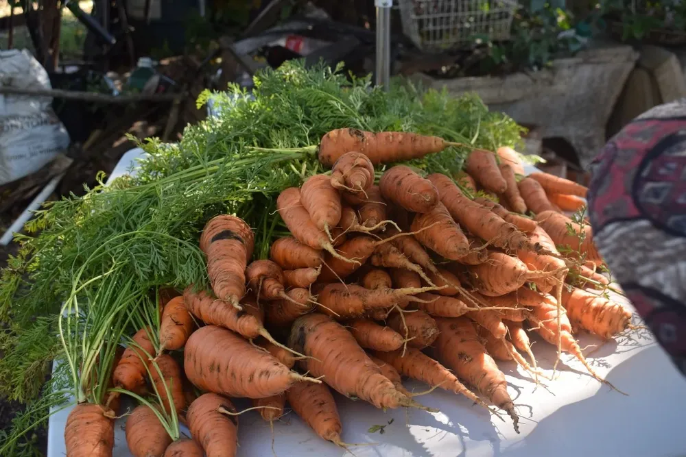 Zanahorias en una quinta orgánica en Paysandú.