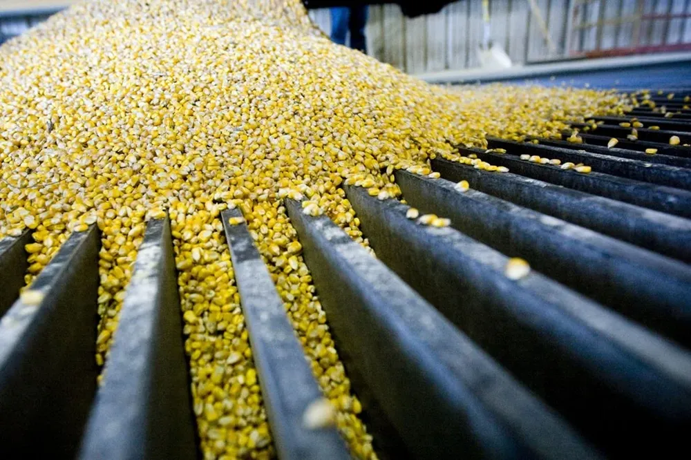 La producción del cereal crecerá