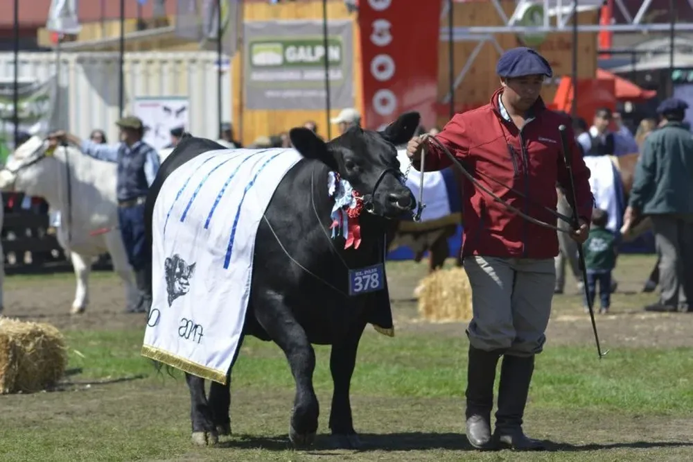 La actividad en el ruedo de la Rural es siempre la mayor atracción.