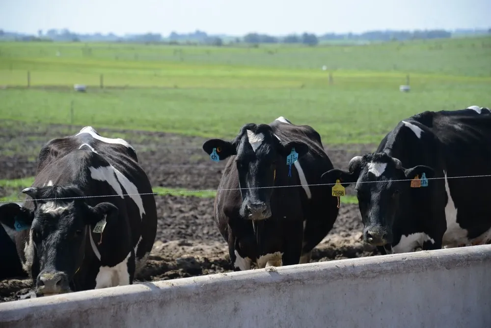 Olam es uno de los mayores remitentes de leche a los complejos industriales de Conaprole.