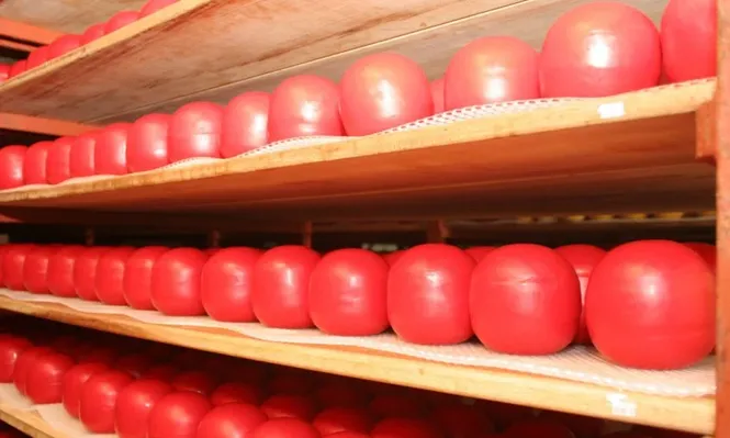 Consideran improbable que este año haya una recuperación de los precios lácteos