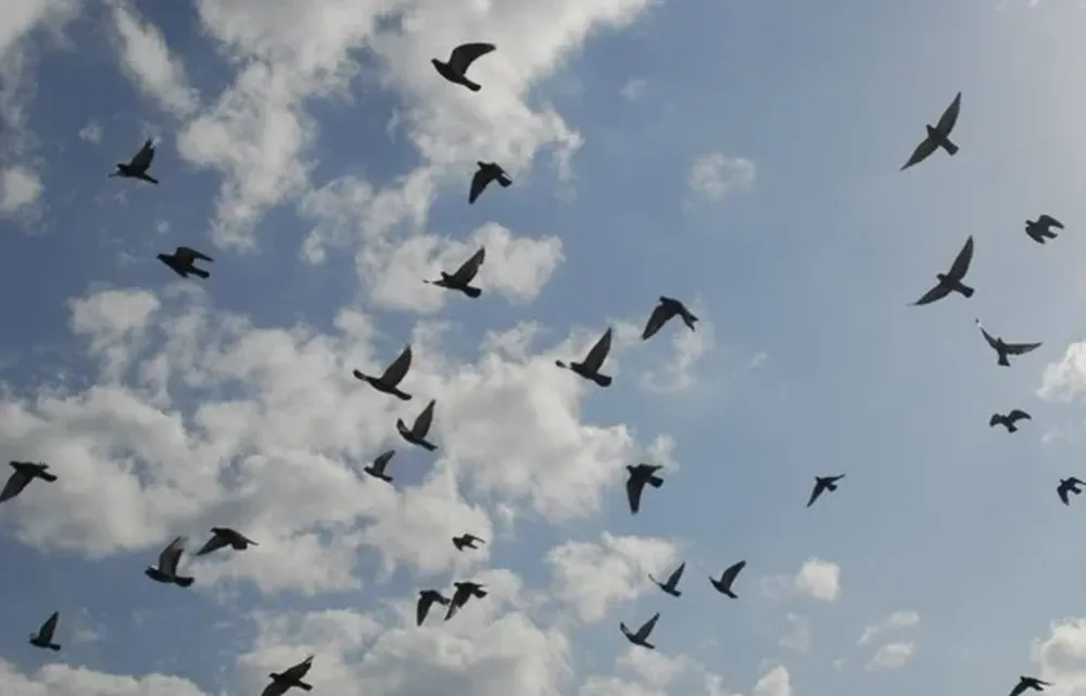 Los surcoreanos estuvieron persiguiendo a las aves por tres horas