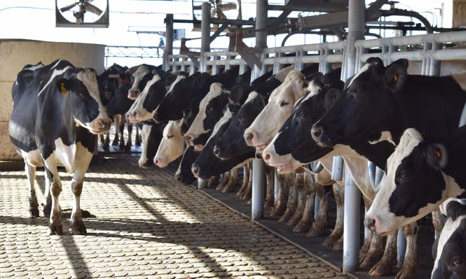 Tamberos: es fundamental saber qué produce cada vaca para tomar las decisiones adecuadas al conformar el rodeo.