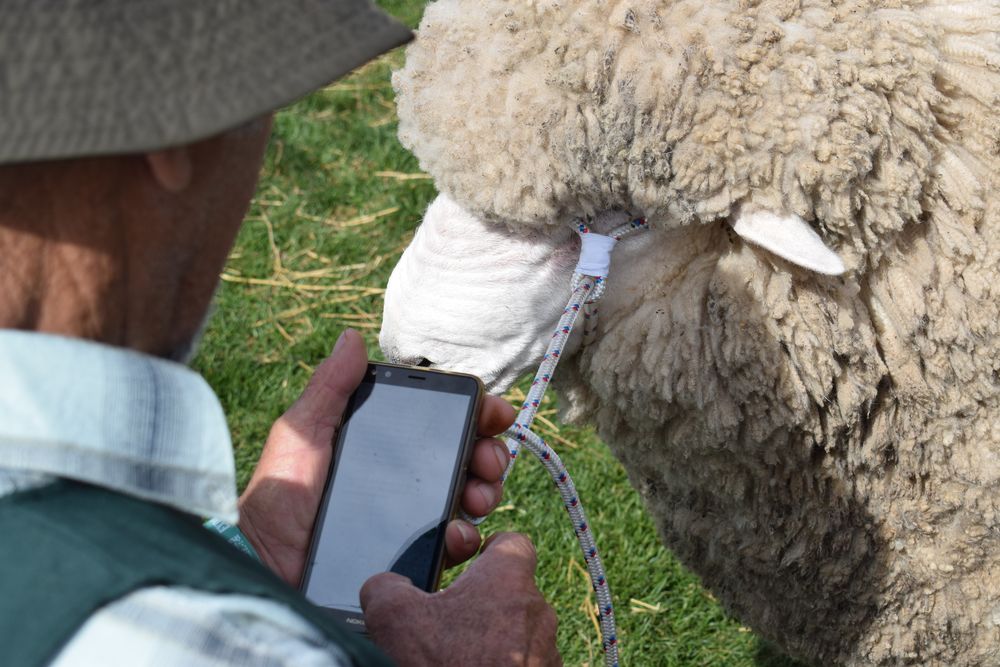 Ciclón extratropical: adversidades climáticas extremas pueden ser graves en los predios con lanares.