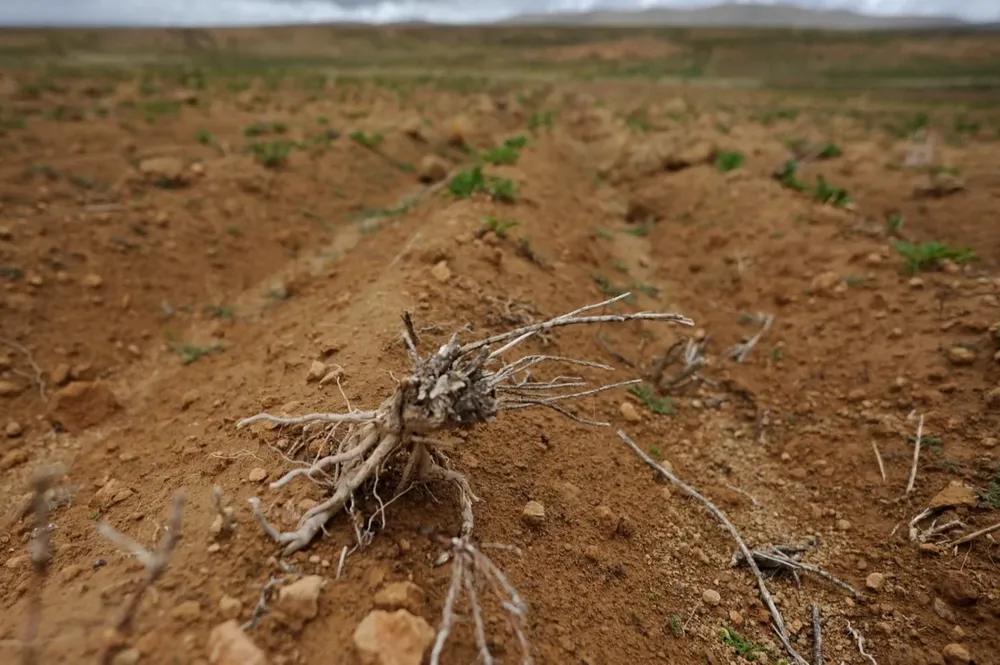 Las lluvias demasiado escasas y tardías sumadas a las heladas en pleno verano se constituyeron en una combinación letal para la cosecha