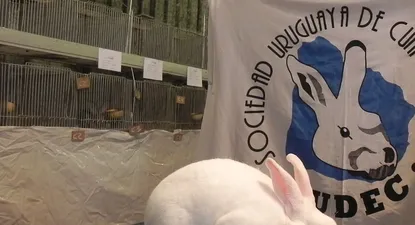 El Observador | El mejor de todos los conejos, de cabaña El Porvenir