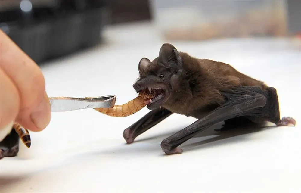 Polonia. Una voluntaria del Centro de Rehabilitación de Vida Salvaje alimenta un murciélago