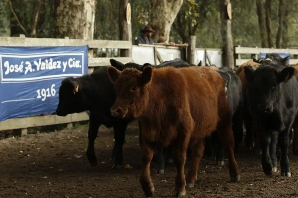 El jueves 29 habrá una feria ganadera en Don Tito.