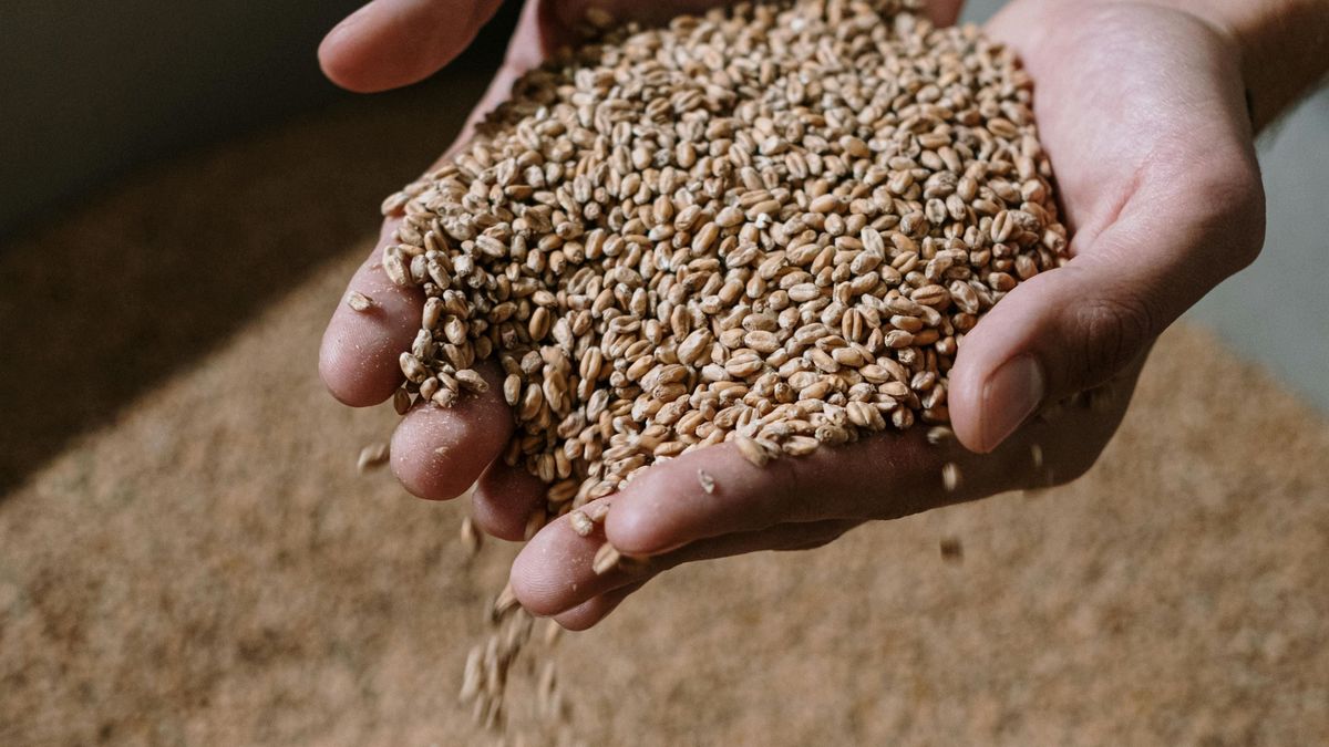 El desafiante objetivo que se trazó Brasil para su producción de trigo