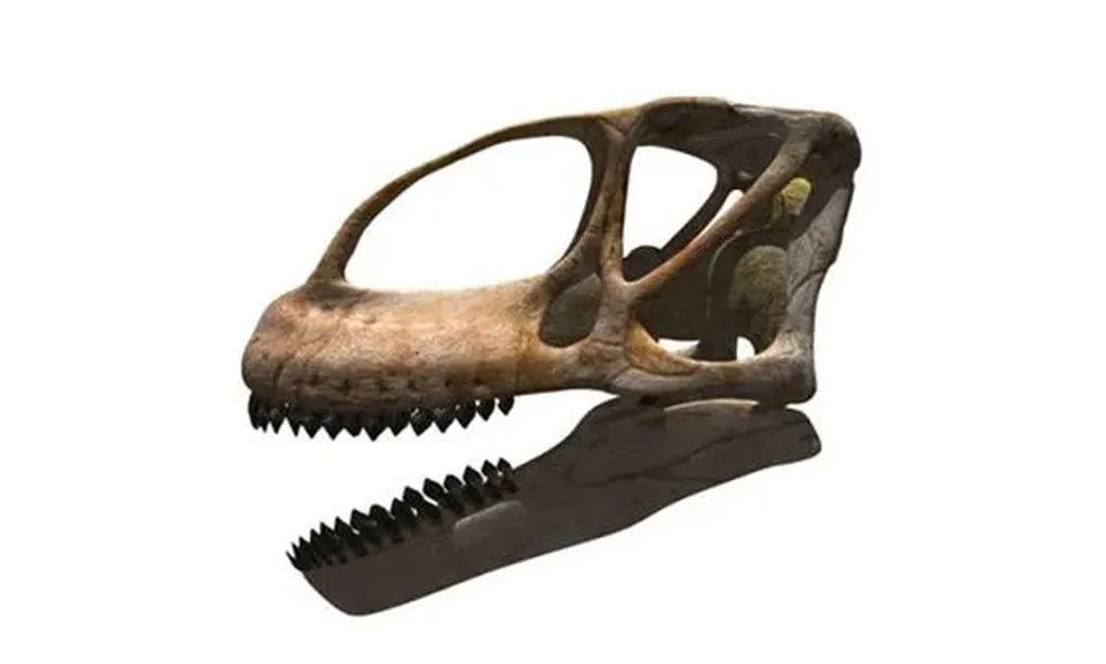 La reconstrucción del cráneo del Turiasaurus riodevensis