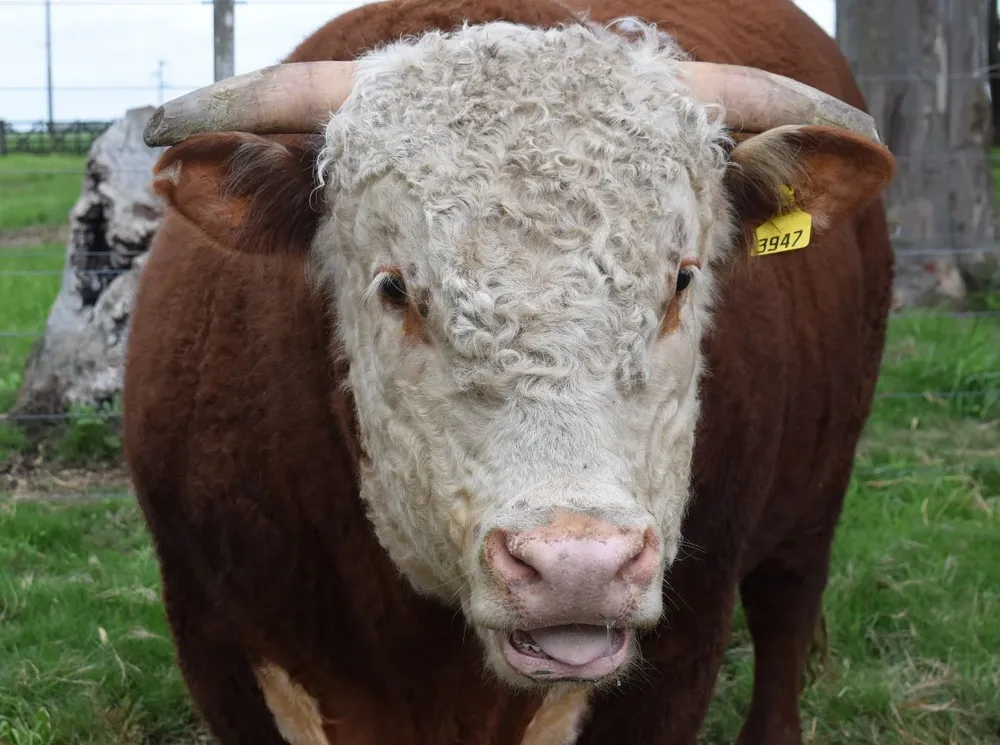 Comenzó una nueva zafra de comercialización de reproductores.