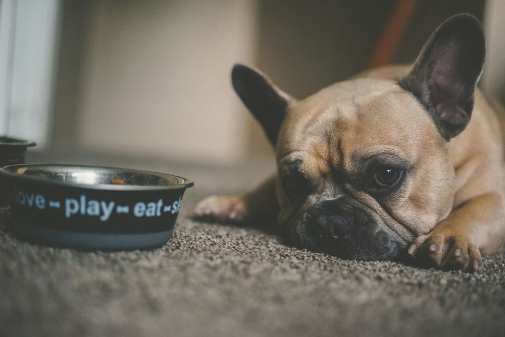 La salud de tu perro puede verse amenazada en cualquier momento de su rutina diaria.