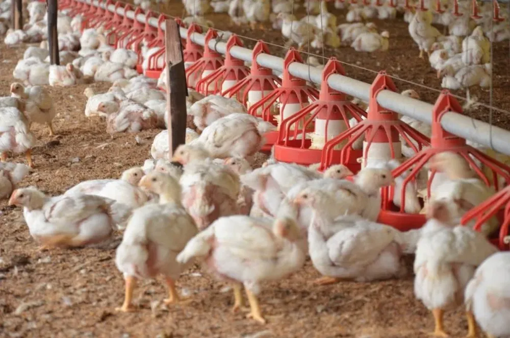 Influenza aviar: el MGAP instó a tener cuidados para preservar la condición de país libre de la enfermedad.
