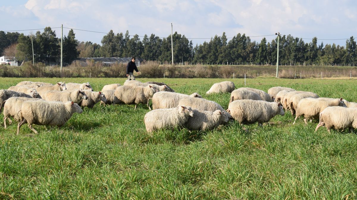 La asociación de productores que, en un momento desafiante en el rubro ovino en Uruguay, crece en integrantes