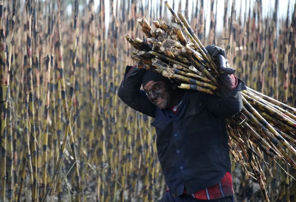 Cosecha de caña de azúcar.