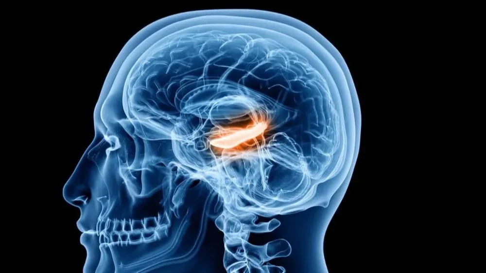 Las células de tiempo se ubican en el hipocampo.