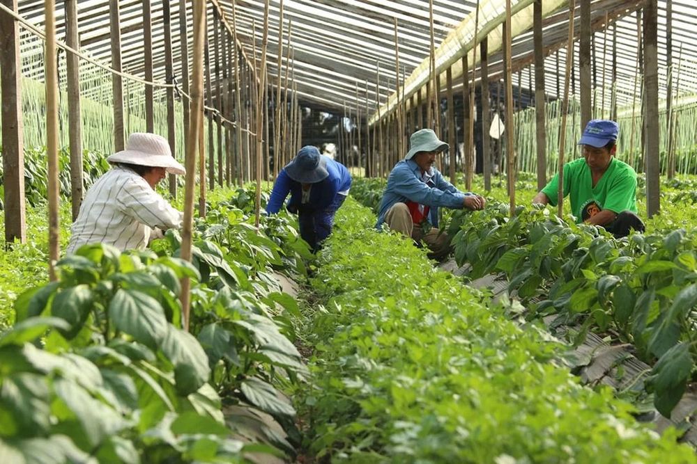 El Gobierno intervino el Instituto Nacional de la Agricultura Familiar, Campesina e Indígena, que había prometido cerrarlo el 19 de marzo pasado
