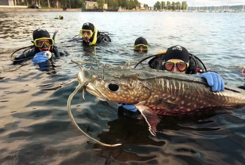 Pez gato gigante En la foto, buceadores trabajan con un modelo europeo de pez gato en un lago sueco. Los ejemplares más grandes del mundo pertenecen a la especie Mekong, que puede alcanzar los 3,2 metros de largo y pesar unos 300 kilos. Si bien se distribuyó a lo largo de varios países del sur de Asia, actualmente se encuentran en peligro de extinción.