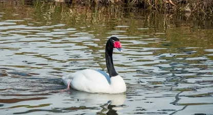 registran el primer caso de gripe aviar en uruguay: lo hallaron en un cisne
