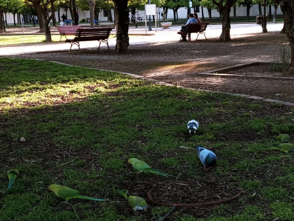 Cotorras invasoras en los Jardines de la Buhaira en Sevilla.