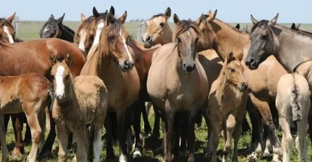 Se rematará el viernes 23 desde la hora 19