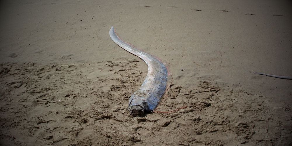 PEZ DEL FIN DEL MUNDO.jpg