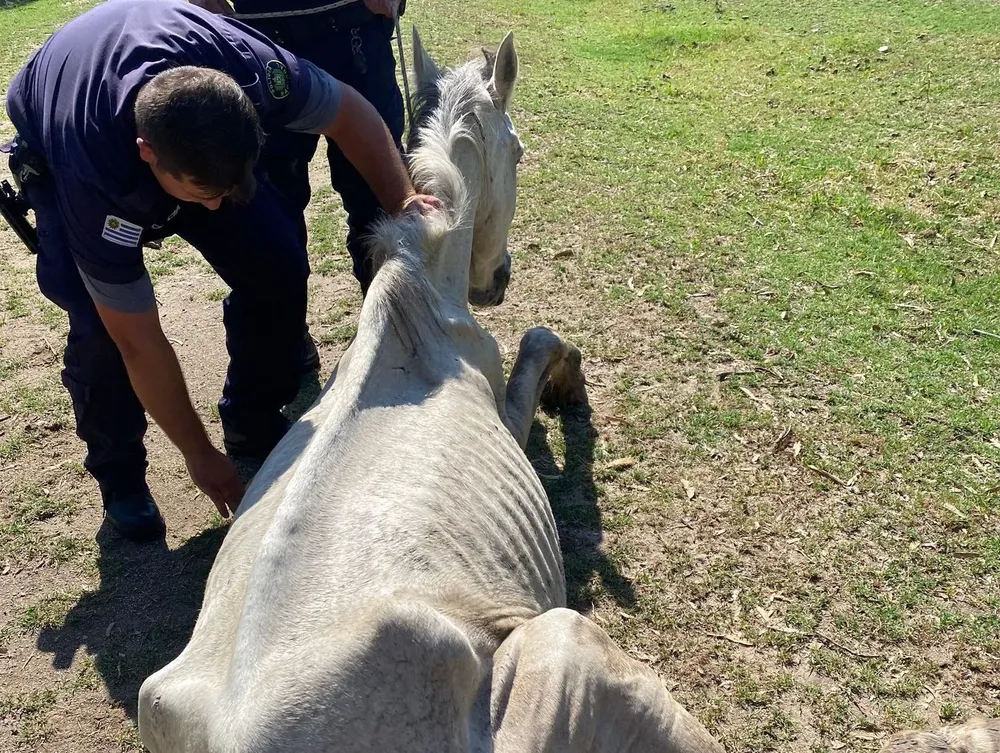 Un policía intenta levantar a uno de los caballos rescatados