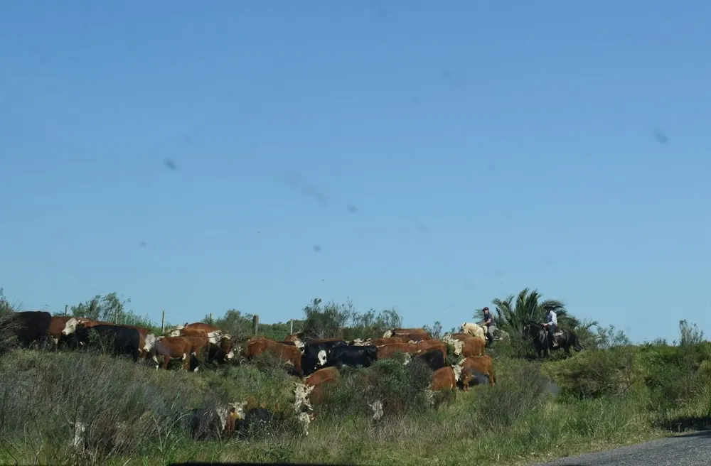 La autorización para pastoreo en la vía pública regirá por 30 días desde el 30 de diciembre.