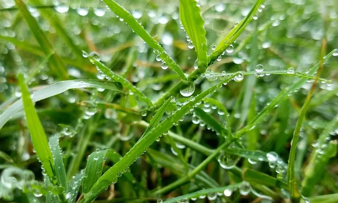 Lluvias en predios con pasturas para el ganado.