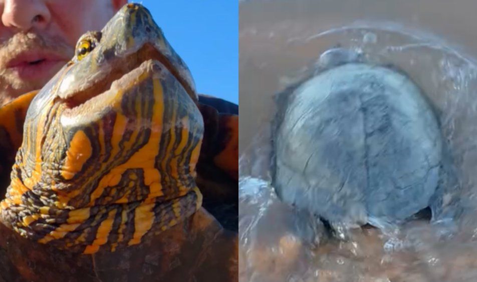 Alternatus Uruguay﻿ liberó a una tortuga