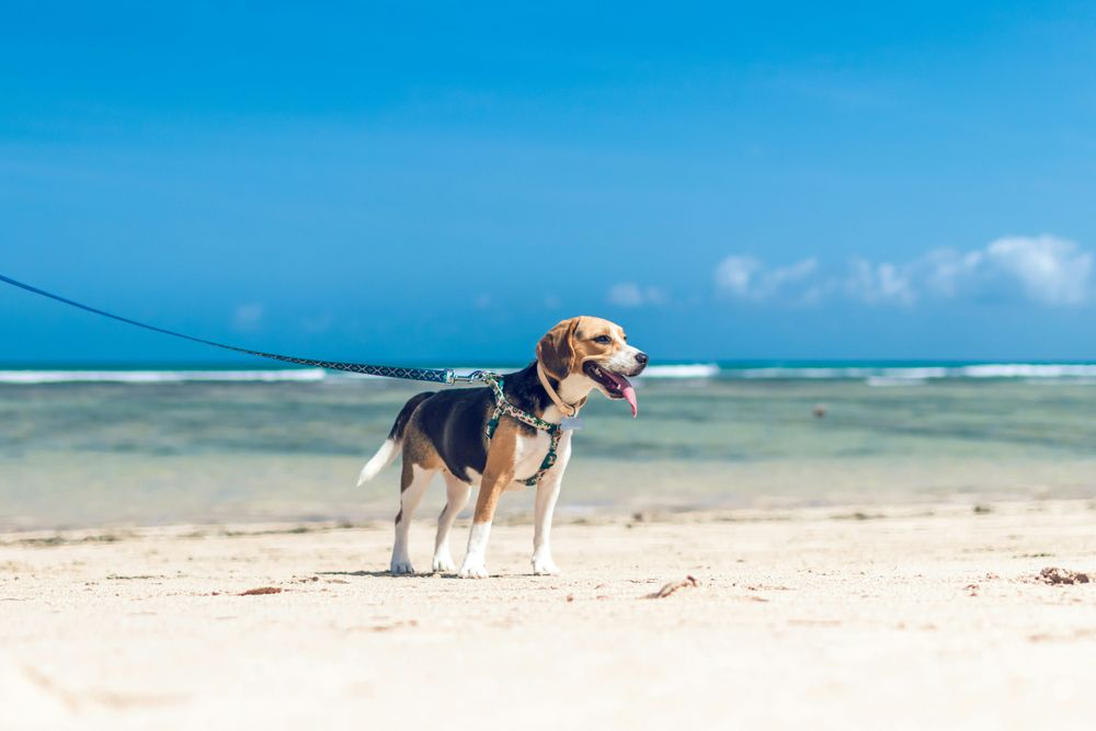 Disfruta de las playas caninas como el Rinconín en Gijón durante el verano, perfectas para un día de sol y mar con tu mascota.
