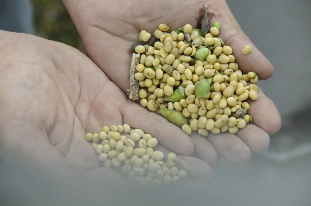 Una producción de soja para el olvido.