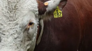 Proyecto de ley ambienta beneficios para la gestión reproductiva ganadera de pequeños y medianos productores.
