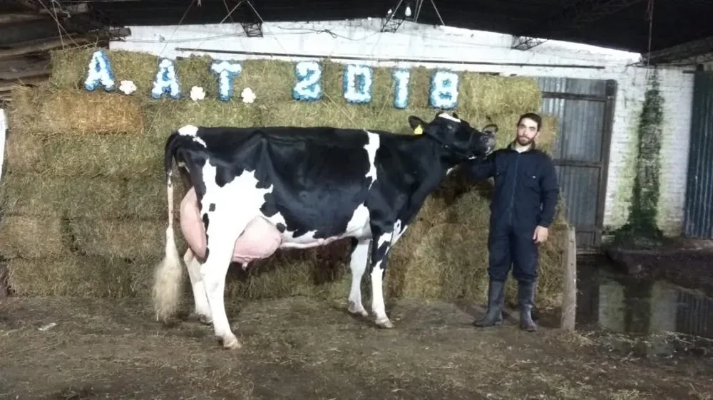La vaca campeona del concurso de producción en Tarariras.