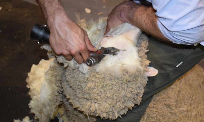 Esquila, una nueva zafra local en marcha.