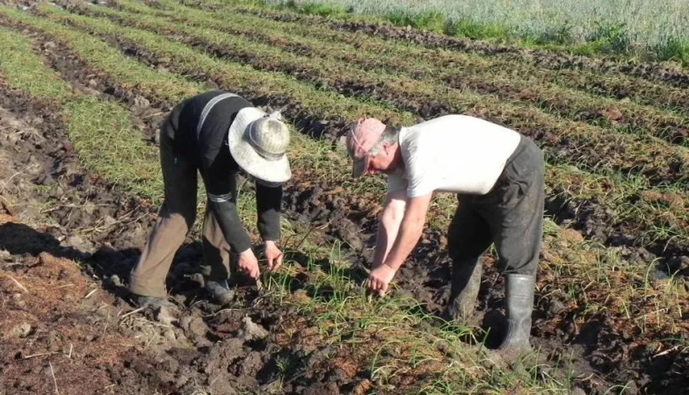 Clásico: trabaja en la casa y, en el campo, a la par del hombre