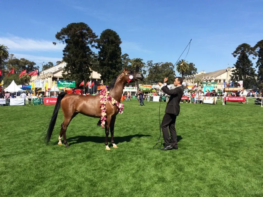 Gran Campeona en la raza Árabes, de Doña Cecilia.