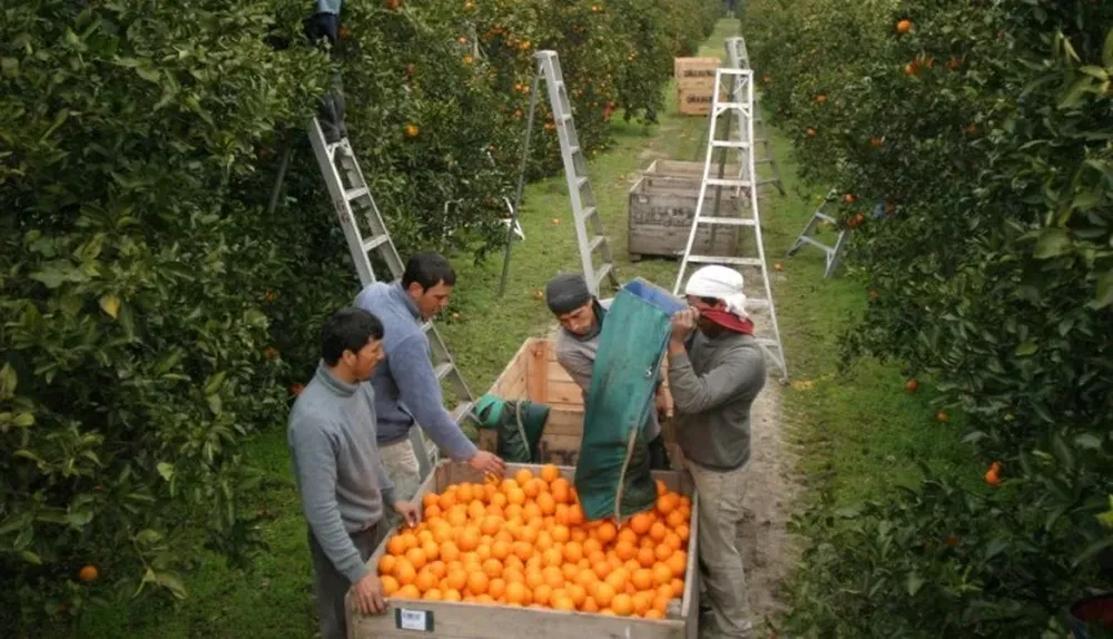 Cosecha de cítricos.