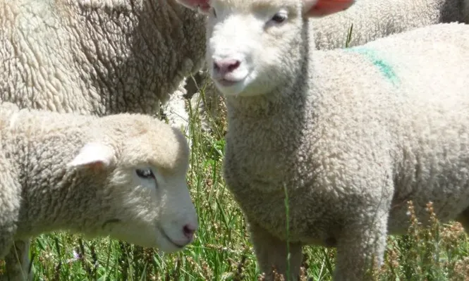 Se lanzó el Operativo Ovinos 2022.