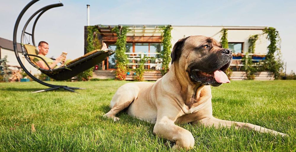 Descubre los beneficios del housesitting.  