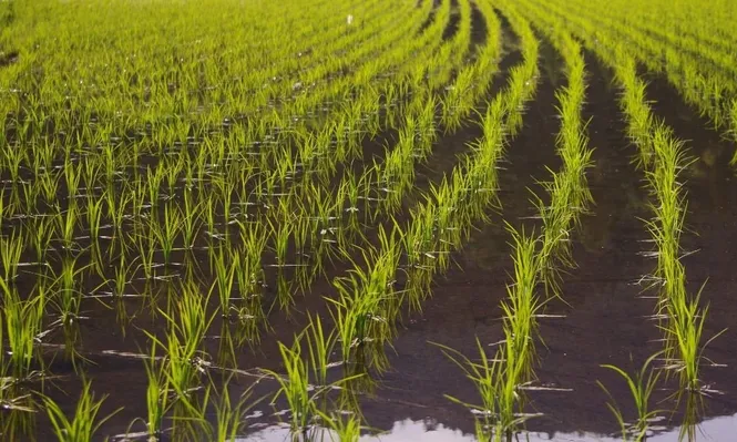 Siembra de arroz se enlentece a la espera de las lluvias