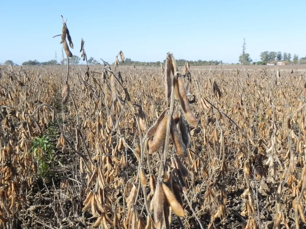 Casi tres millones de toneladas se cosecharon