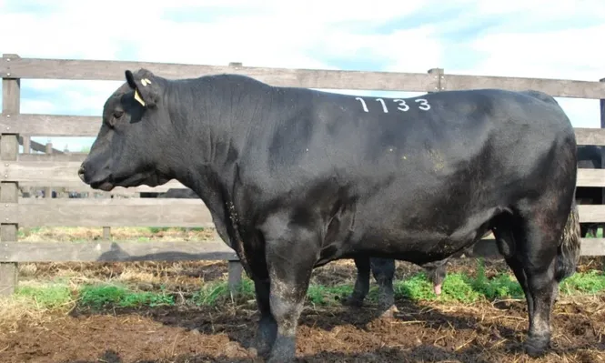 El Maturrango recomienda sus toros para producir buenos novillos