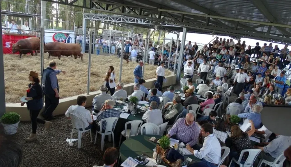 Unas 500 personas concurrieron al remate de Cabaña Macedo este viernes