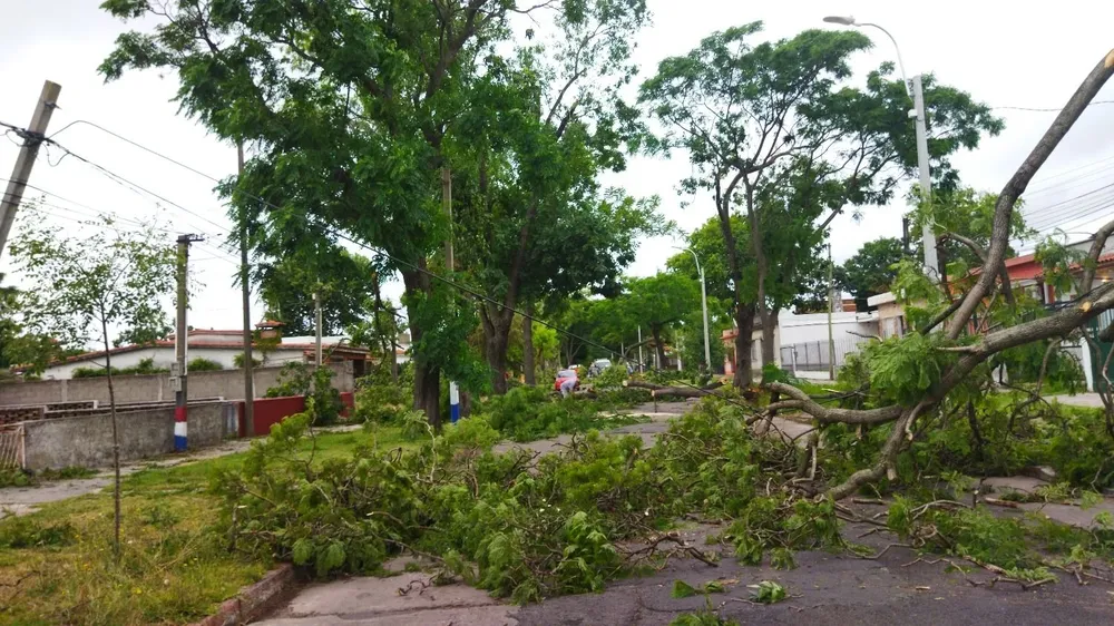 Calle de Sayago cortada por los árboles cáídos