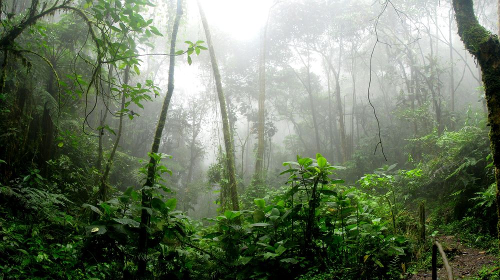 El kaixana es un idioma regional de Brasil que se hablaba entre las tribus de la selva amazónica. Pexels