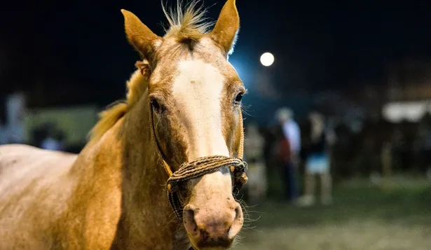 Exportaciones de caballos